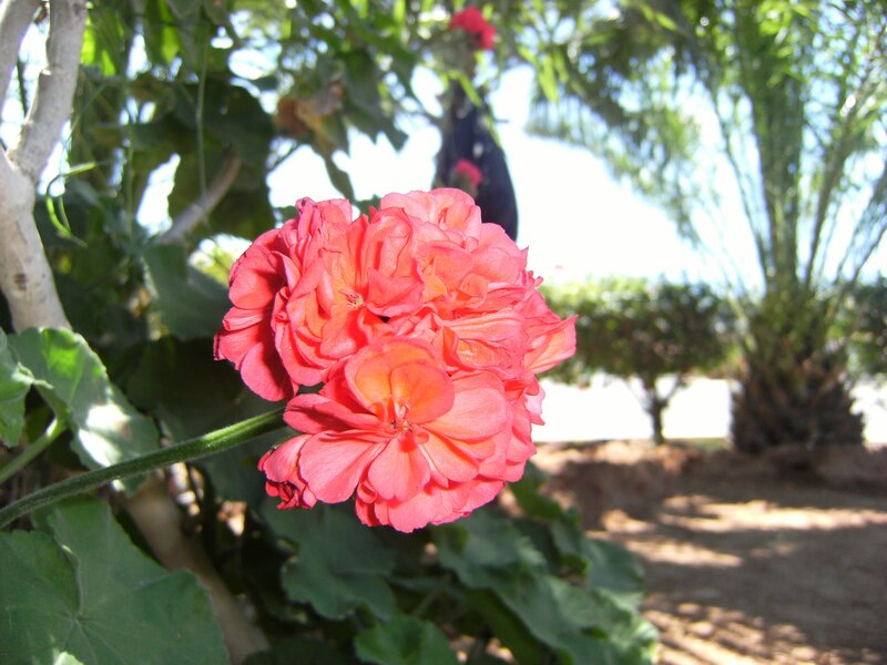 Pink geranium in garden