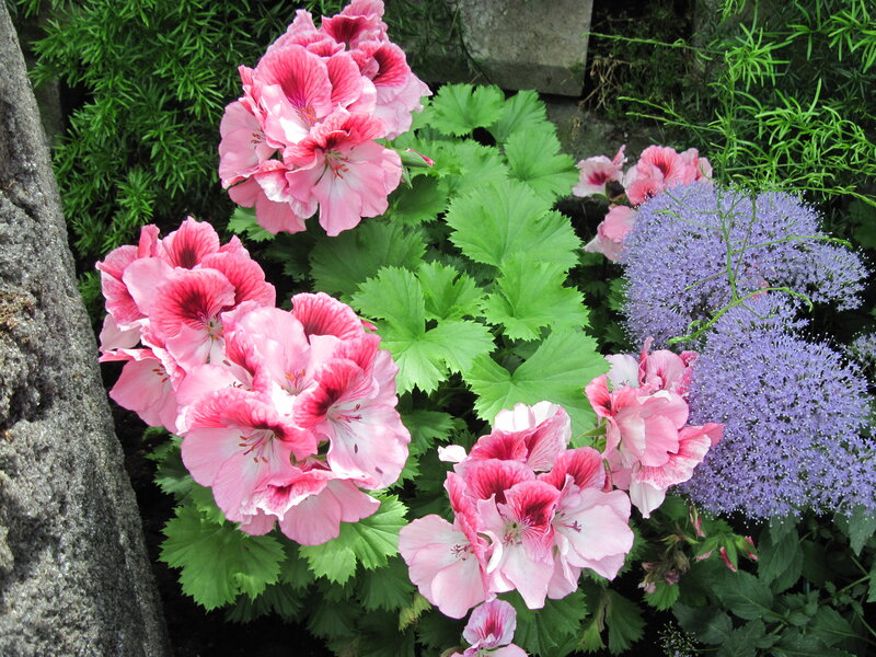 Pink Geraniums and Purple Flowers