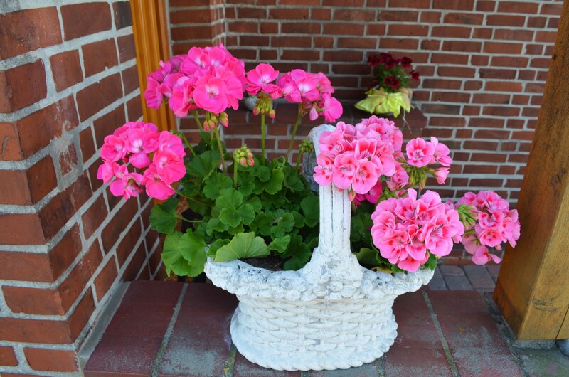 Pink Geraniums in Basket