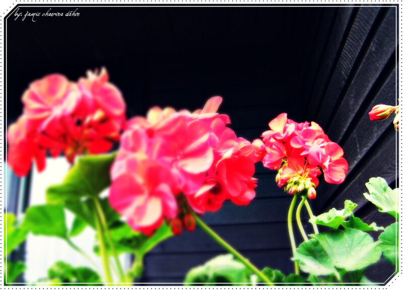 pink geraniums in bloom