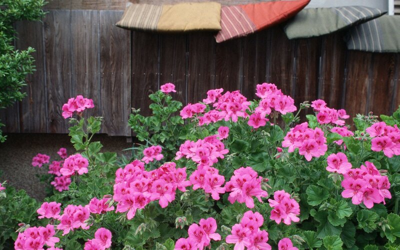 Pink geraniums in garden
