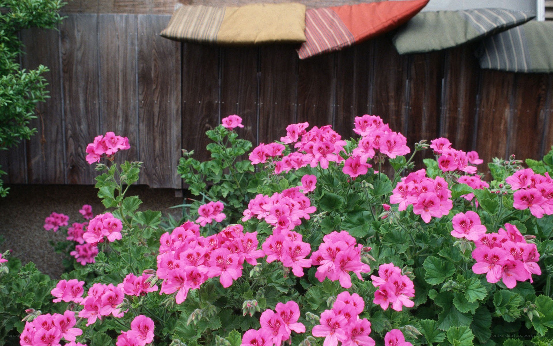 Pink geraniums in garden
