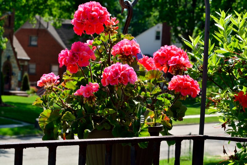 Pink Geraniums in Pot