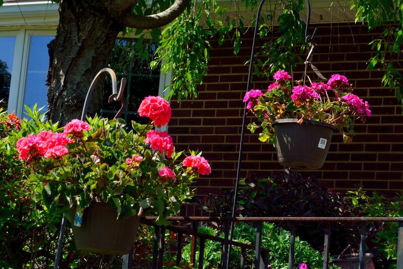 Pink Geraniums in Pots