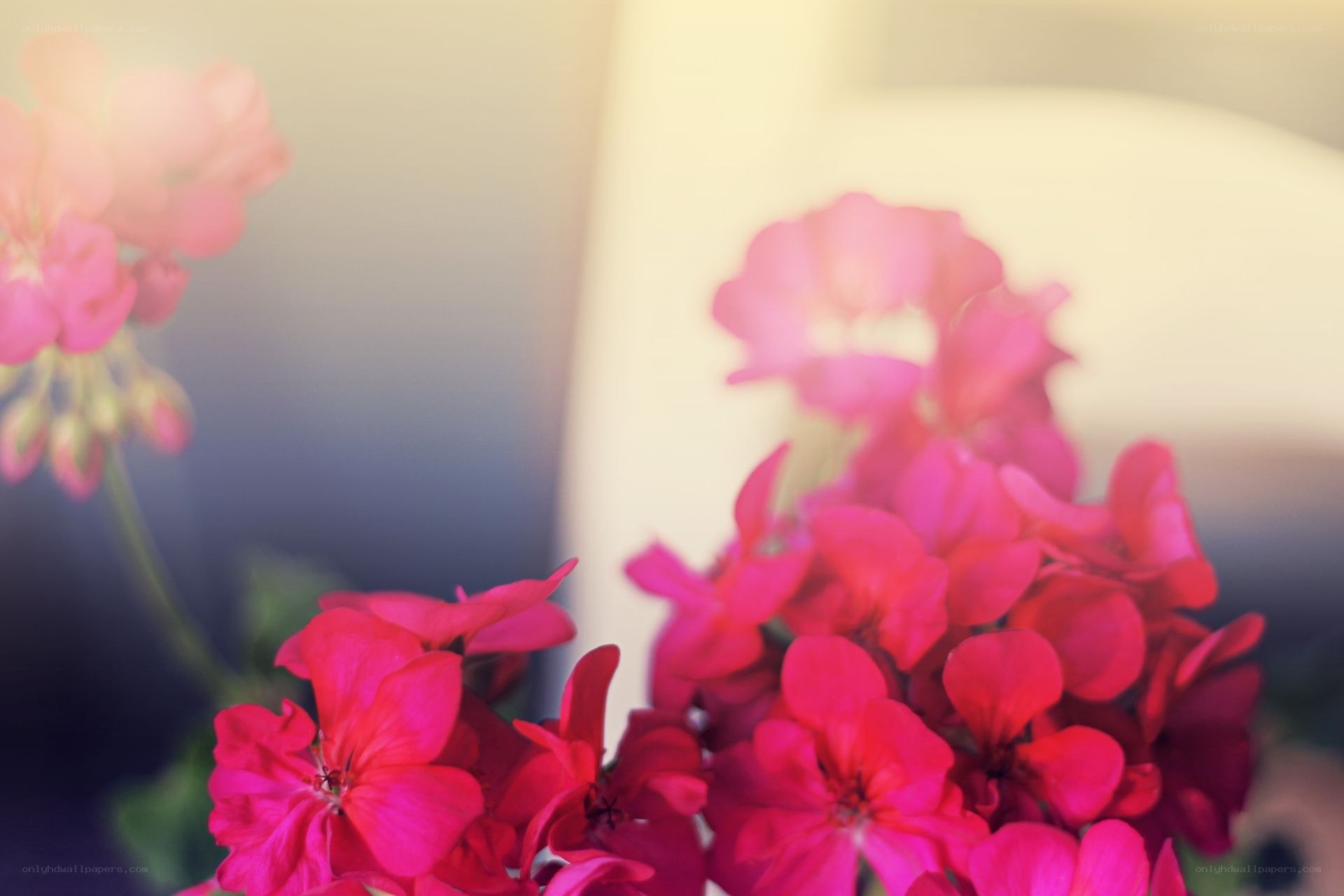 Pink geraniums in soft focus