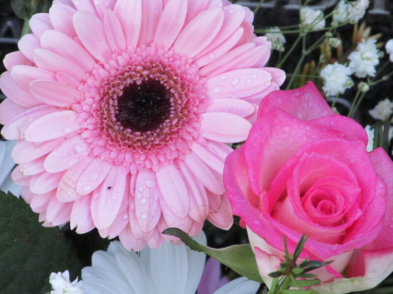 Pink Gerbera and Rose — Calm