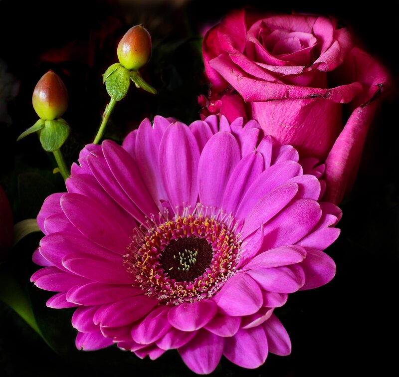 Pink Gerbera and Rose — Magenta