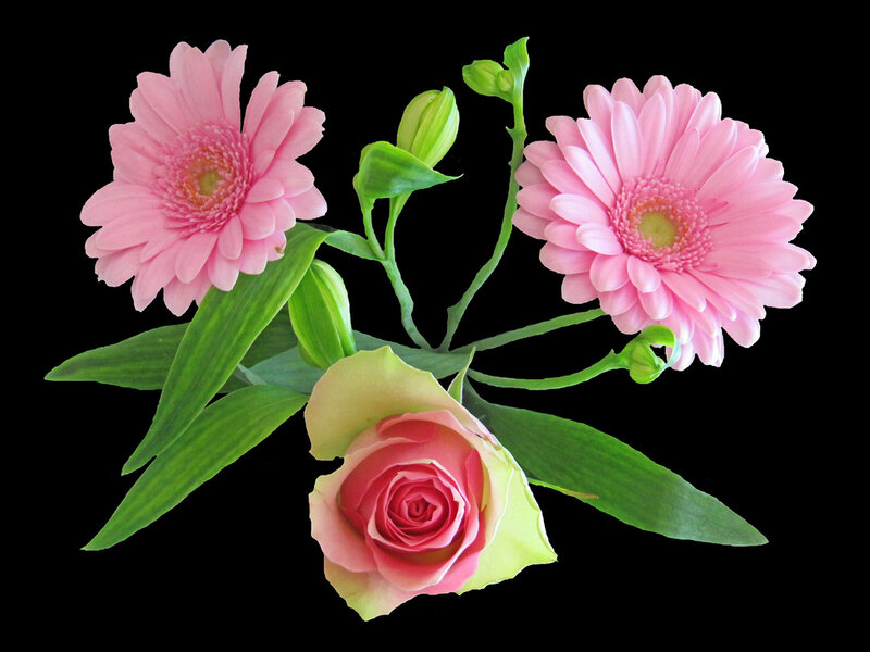 Pink Gerbera and Rose