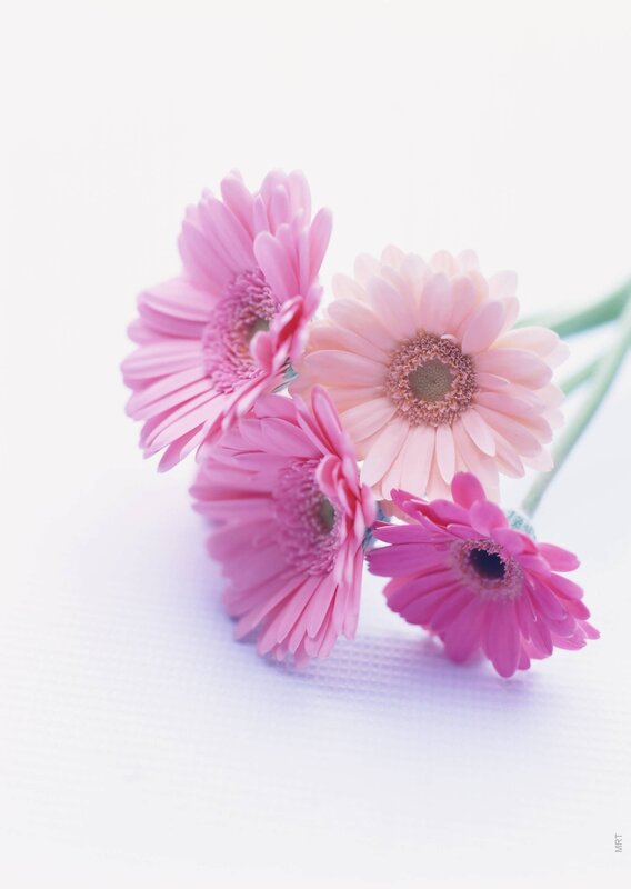 Pink gerbera daisies