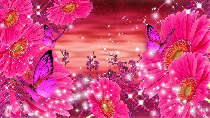 Pink Gerbera Daisies and Butterflies