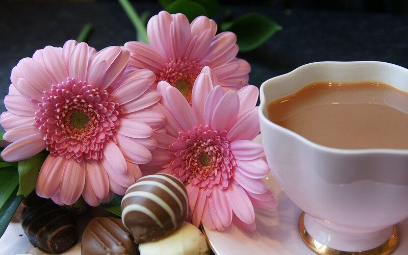 Pink Gerbera Daisies and Tea — Calm