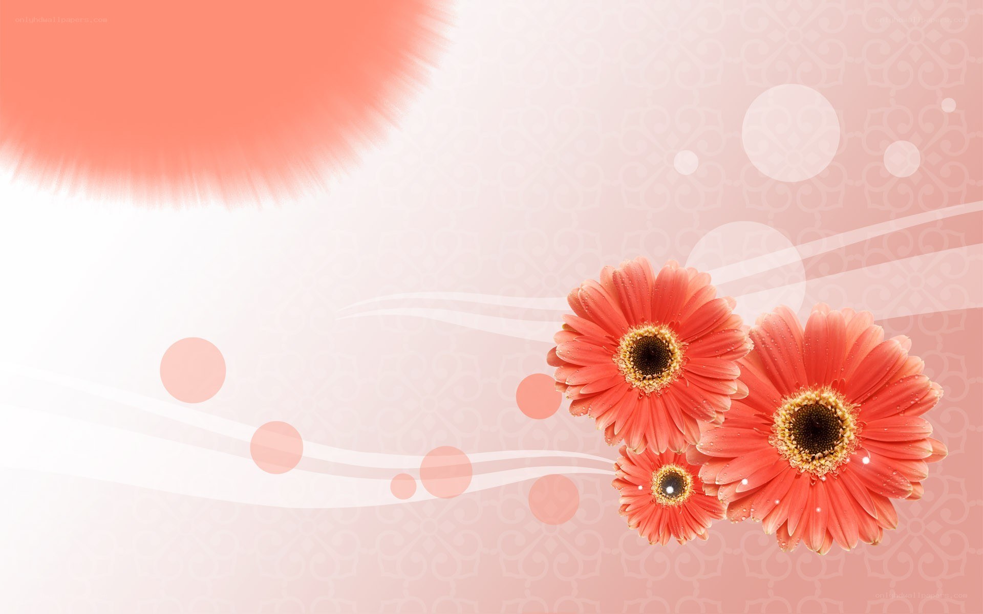 pink gerbera daisies background