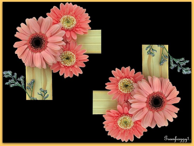 Pink Gerbera Daisies — Black