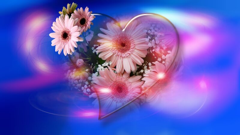 Pink Gerbera Daisies — Blue