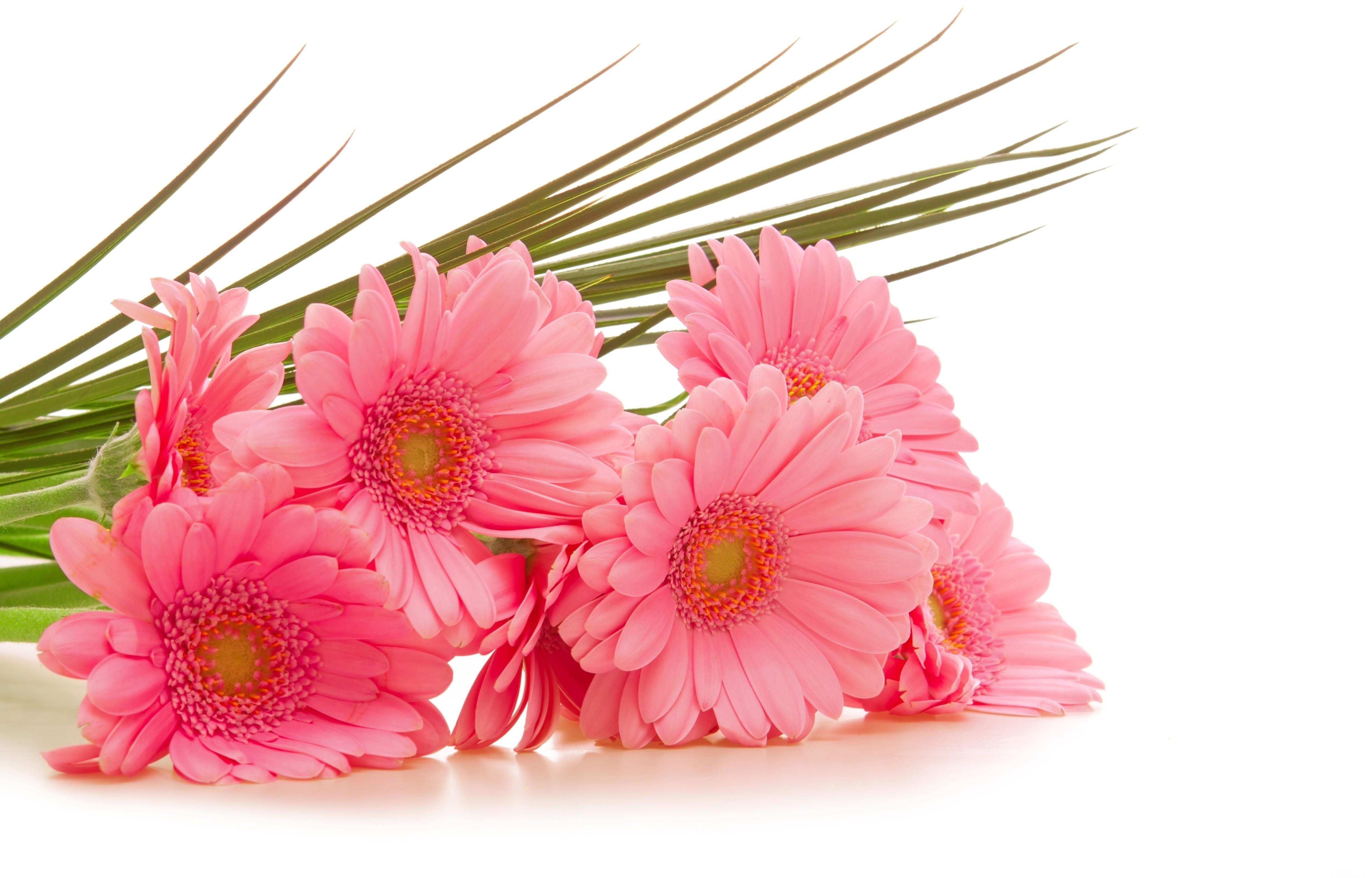 Pink gerbera daisies bouquet