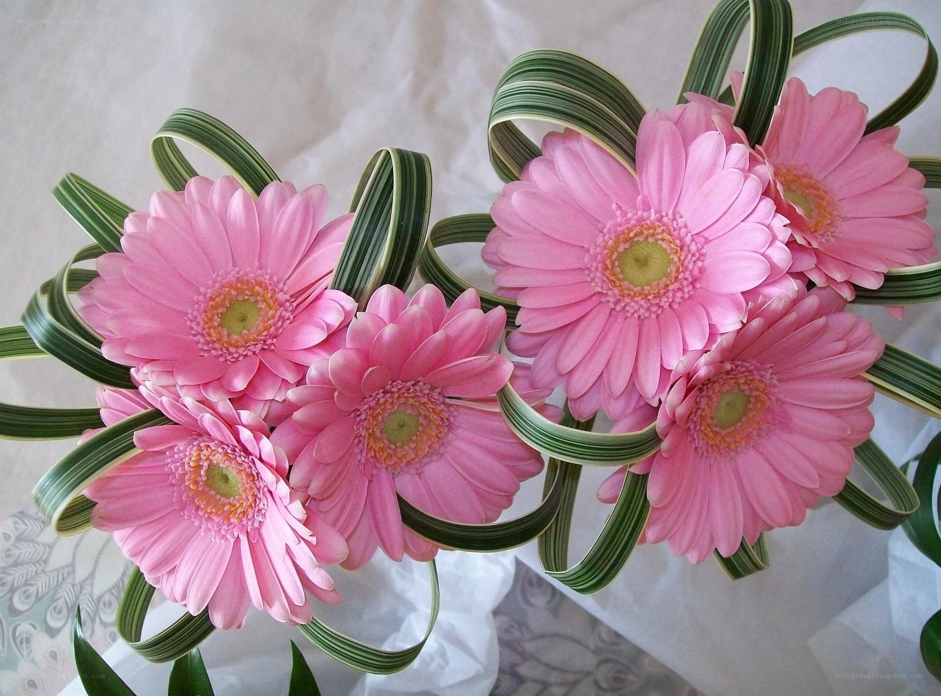 Pink gerbera daisies bouquet