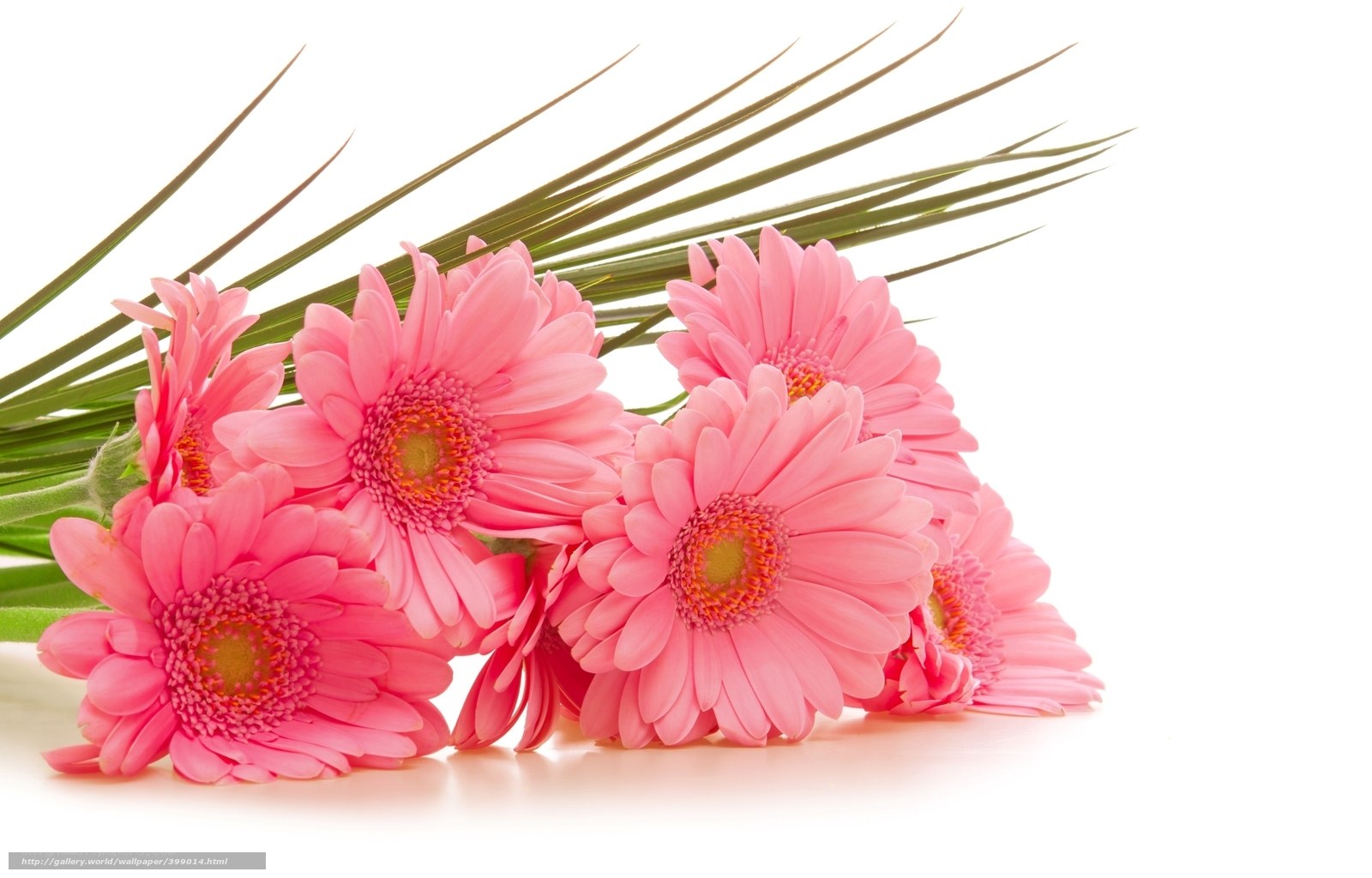 Pink gerbera daisies bouquet