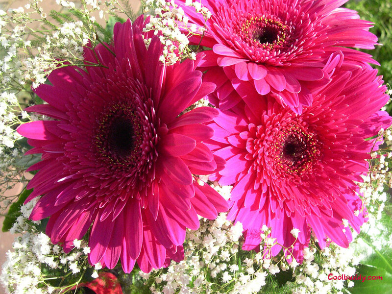 Pink Gerbera Daisies — Bright, Afternoon