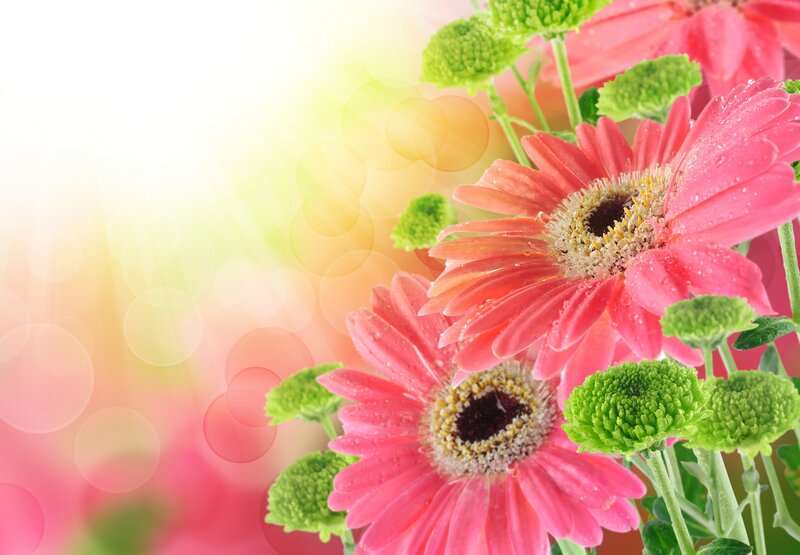 Pink Gerbera Daisies — Bright, Morning, Photograph, Green Buds