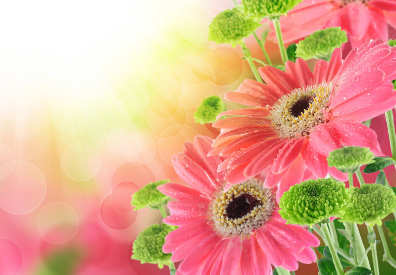 Pink Gerbera Daisies — Bright, Morning, Photograph