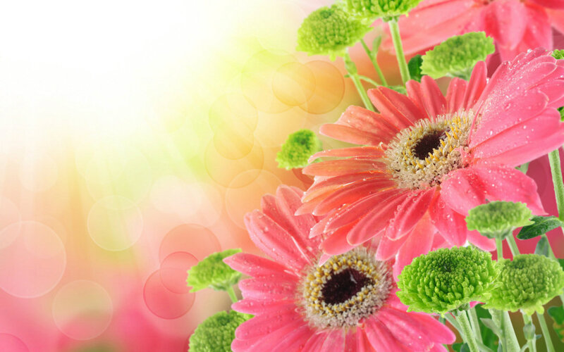 Pink Gerbera Daisies — Bright, Morning