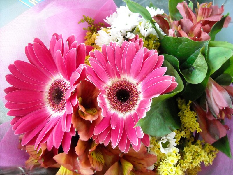 Pink Gerbera Daisies — Bright, Photograph, Alstroemeria