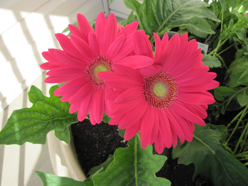 Pink Gerbera Daisies — Bright