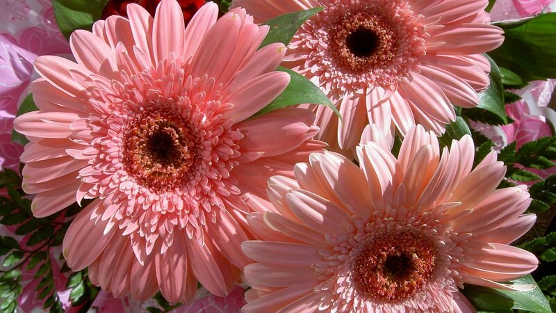 Pink Gerbera Daisies — Calm, Afternoon, Photograph, Green Leaves, Flower Petals