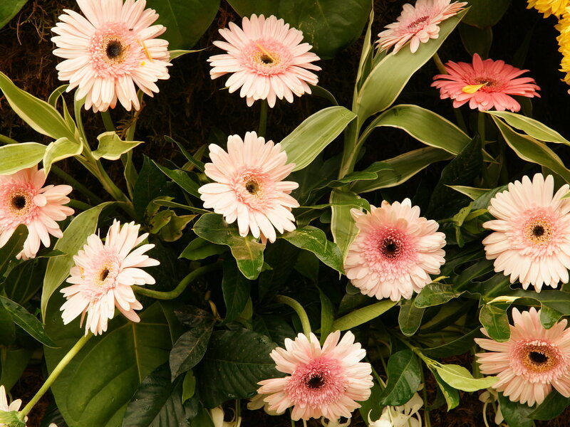 Pink Gerbera Daisies — Calm, Afternoon, Photograph, Green Leaves