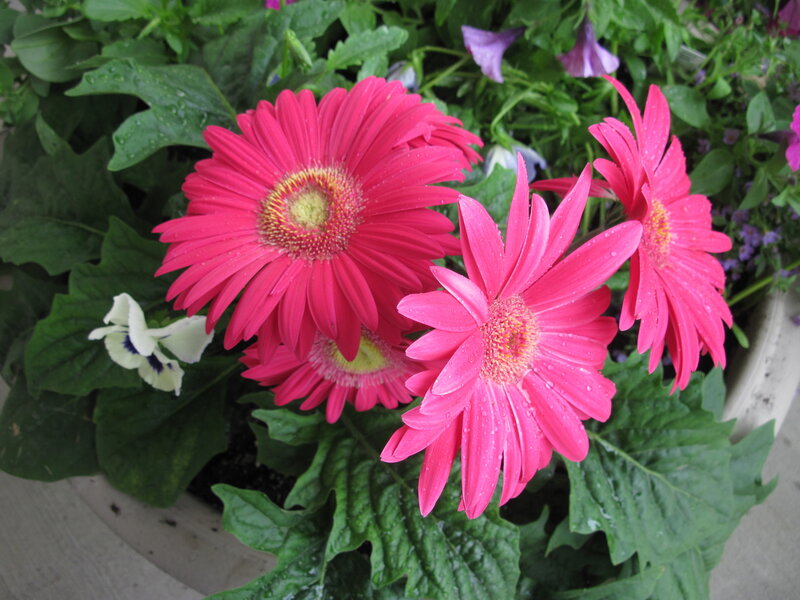 Pink Gerbera Daisies — Calm, Afternoon, Photograph