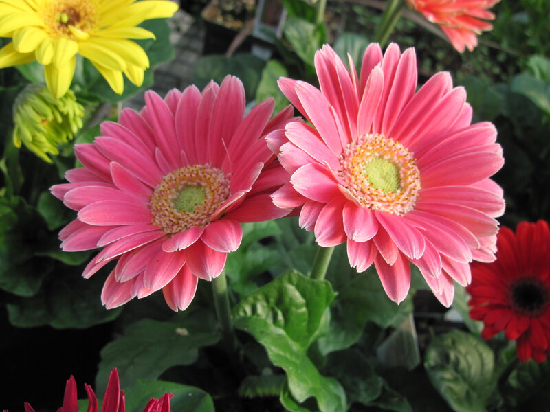 Pink Gerbera Daisies — Calm, Afternoon, Photograph, Yellow Flower