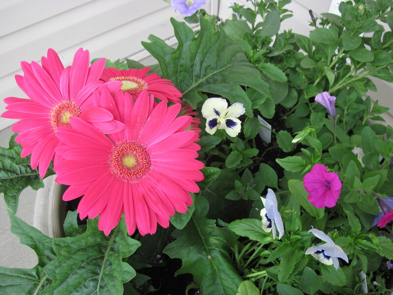 Pink Gerbera Daisies — Calm, Afternoon
