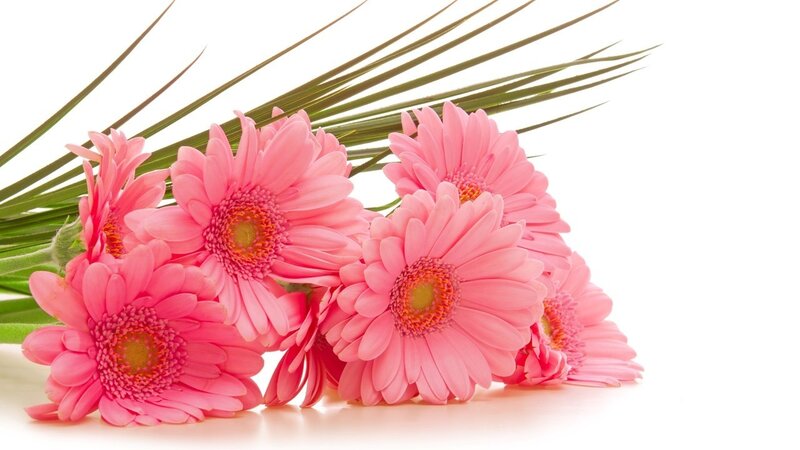 Pink Gerbera Daisies — Calm, Green Leaves