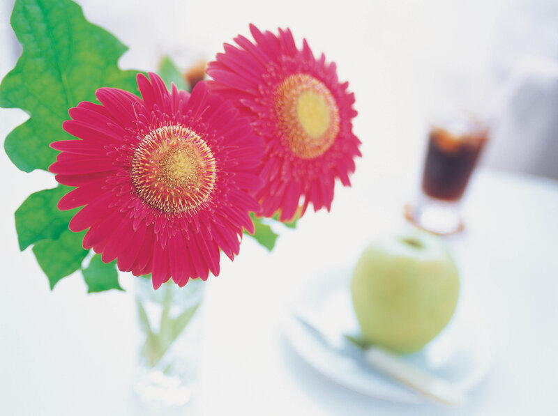 Pink Gerbera Daisies — Calm, Morning, Photograph, Green Apple