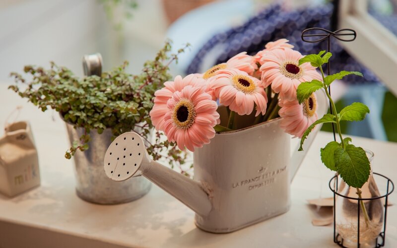 Pink Gerbera Daisies — Calm, Morning, Photograph, Mint Plant