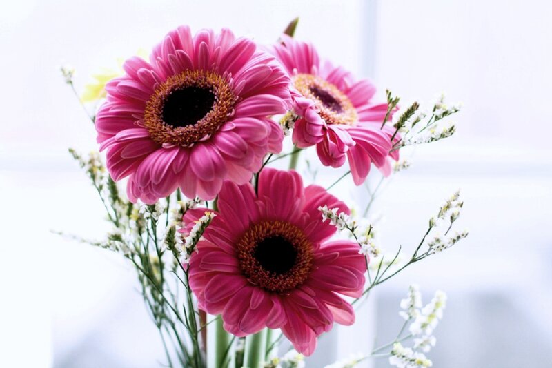 Pink Gerbera Daisies — Calm, Morning, Photograph
