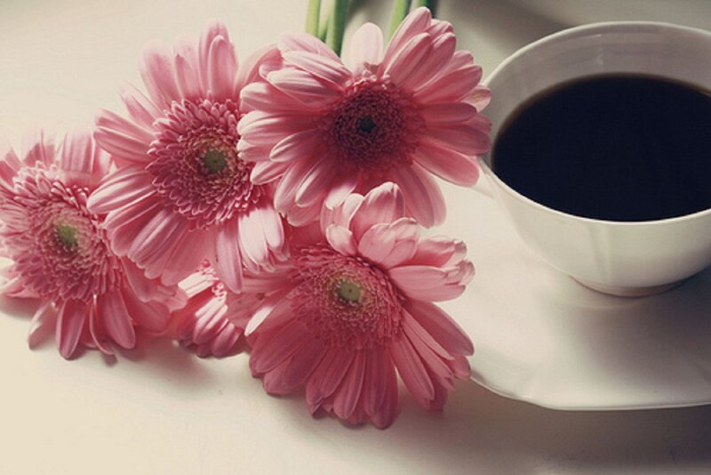 Pink Gerbera Daisies — Calm, Morning