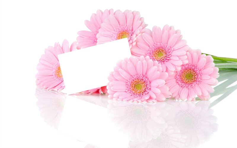 Pink Gerbera Daisies — Calm, Photograph, Card
