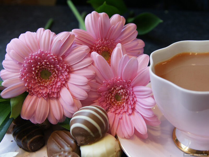 Pink Gerbera Daisies — Calm, Photograph, Chocolates
