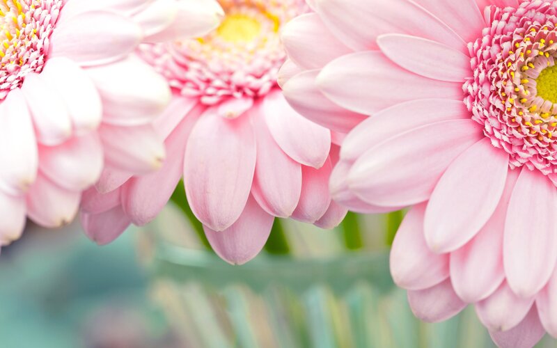 Pink Gerbera Daisies — Calm, Photograph, Flower, Petal