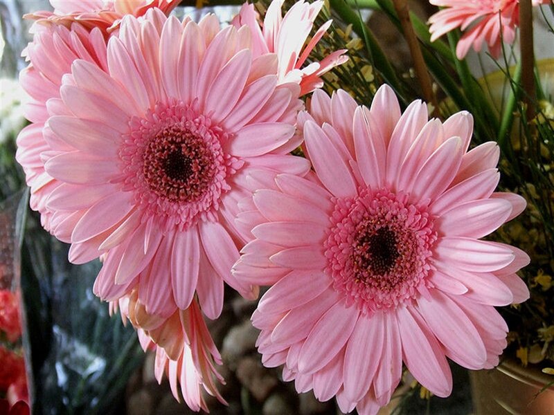 Pink Gerbera Daisies — Calm, Photograph, Flowers, Greenery