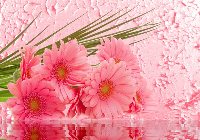 Pink Gerbera Daisies — Calm, Photograph, Flowers, Leaves, Water