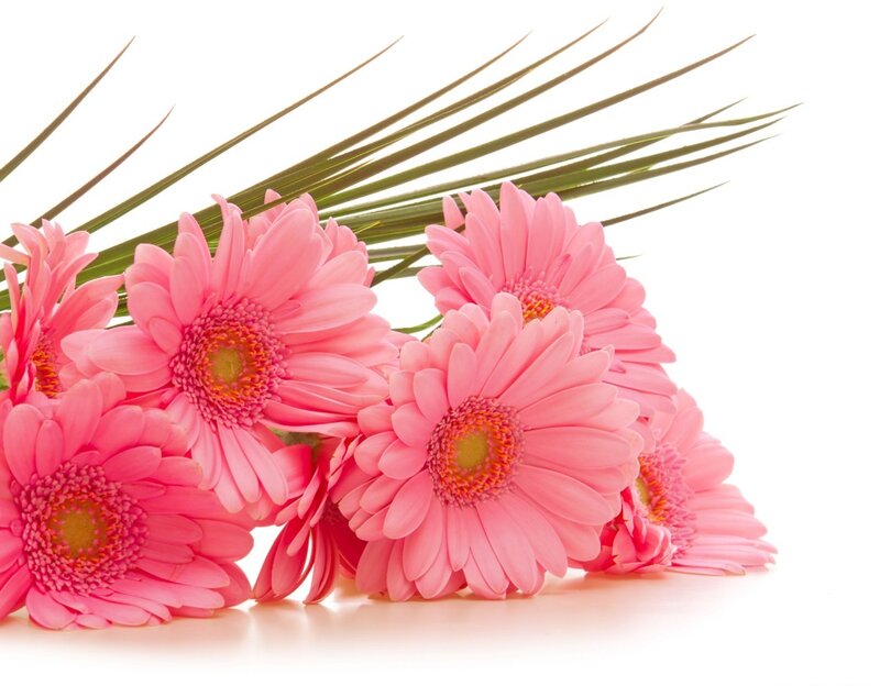 Pink Gerbera Daisies — Calm, Photograph, Flowers, Leaves, White Background