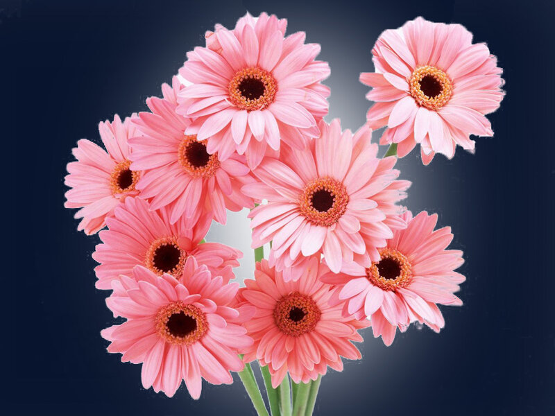 Pink Gerbera Daisies — Calm, Photograph, Flowers, Stems, Dark Background