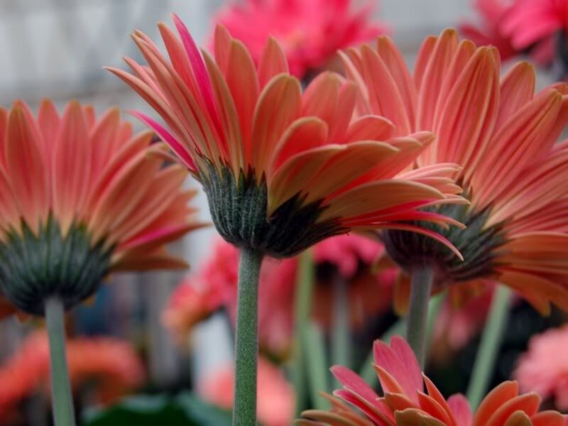 Pink Gerbera Daisies — Calm, Photograph, Flowers, Stems, Greenery
