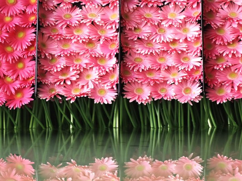 Pink Gerbera Daisies — Calm, Photograph, Flowers, Stems, Reflection