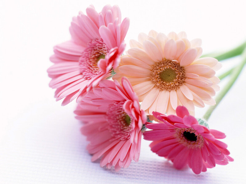 Pink Gerbera Daisies — Calm, Photograph, Flowers, Stems