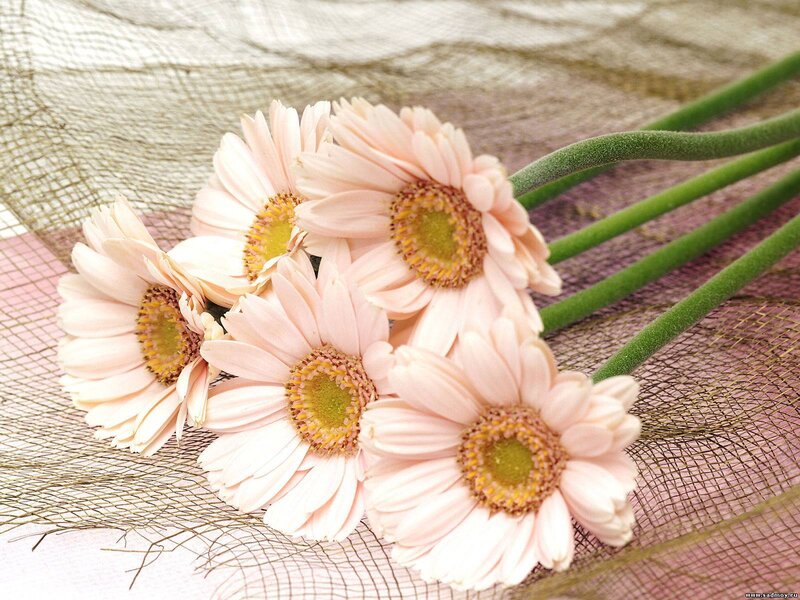 Pink Gerbera Daisies — Calm, Photograph, Flowers