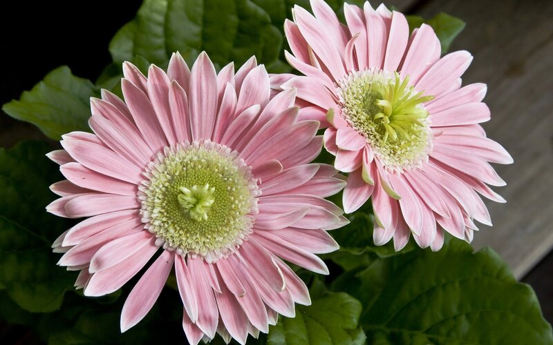 Pink Gerbera Daisies — Calm, Photograph, Green Leaves, Green