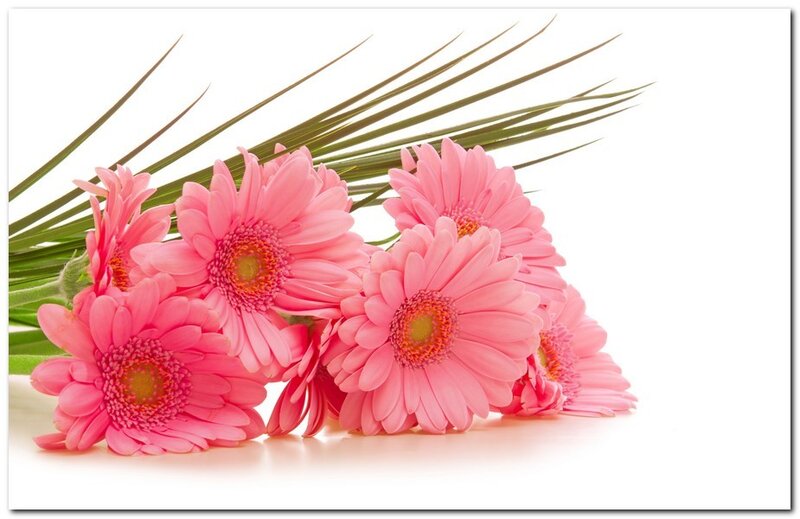 Pink Gerbera Daisies — Calm, Photograph, Green Leaves, White, Green